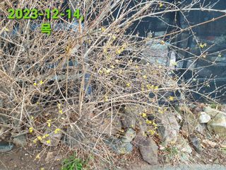 홍박농원님의 자유주제 · 자유게시판 작성글 사진