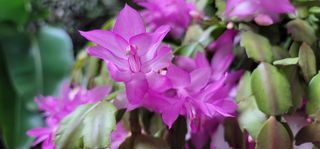 삼례텃밭지기님의 연말인사 함께 나눠요 · 참여글 작성글 사진