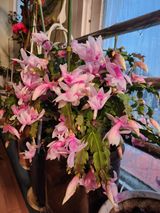 팜모닝 자유주제·자유게시판 게시글 이미지