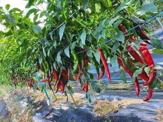 보람이님의 연말인사 함께 나눠요 · 참여글 작성글 사진