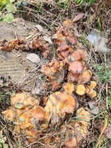 팜모닝 버섯·일상 게시글 이미지