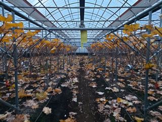 신호선님의 포도 · 자유게시판 작성글 사진