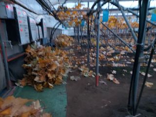 신호선님의 포도 · 자유게시판 작성글 사진