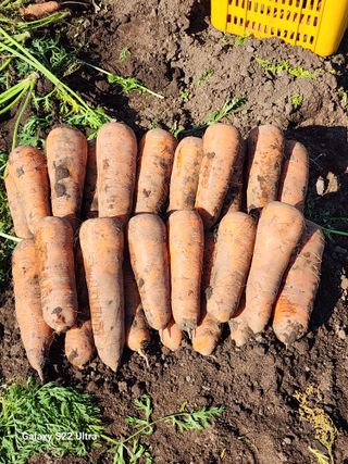 김태환님의 기타작물 · 영농일지 작성글 사진