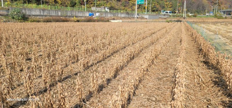 장터 상품 [대원콩 포대당/40.3kg ] 썸네일