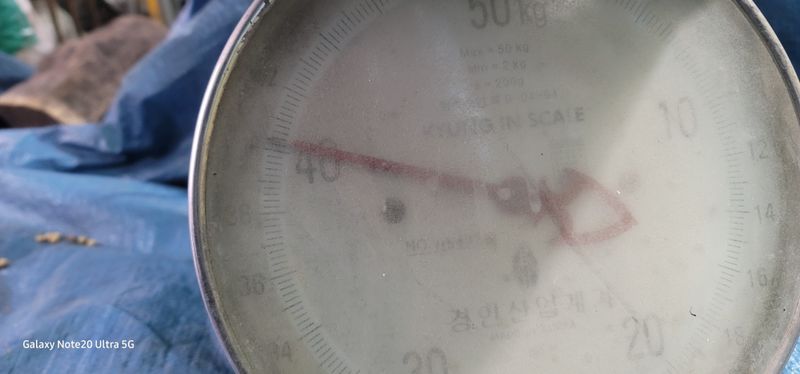 전용철님의 장터 판매 상품 [대원콩 포대당/40.3kg ] 첨부 사진