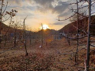 전락구님의 사과 · 영농일지 작성글 사진