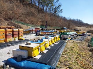 우무실양봉농원님의 자유주제 · 자유게시판 작성글 사진