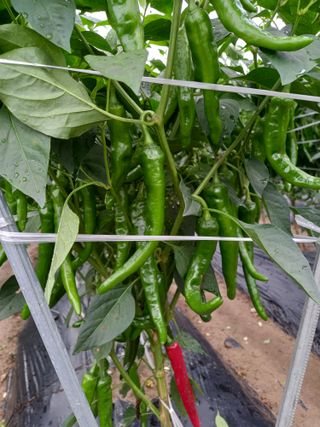 마정숙님의 고추 · 일상 작성글 사진