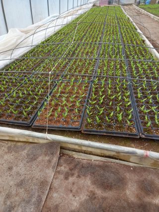 마정숙님의 고추 · 일상 작성글 사진