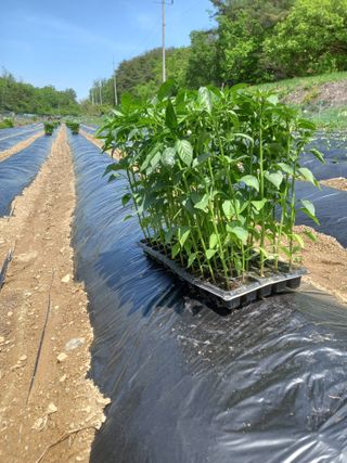 마정숙님의 고추 · 일상 작성글 사진