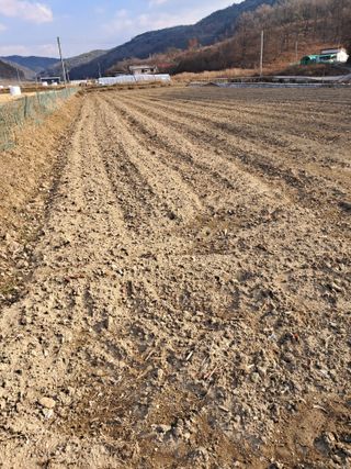 마정숙님의 고추 · 일상 작성글 사진