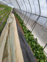 팜모닝 상추·자유게시판 게시글 이미지