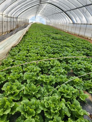 알 수 없음님의 상추 · 자유게시판 작성글 사진