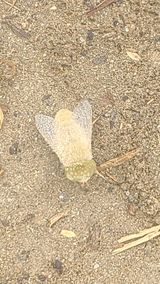 팜모닝 기타작물·병해충상담 게시글 이미지