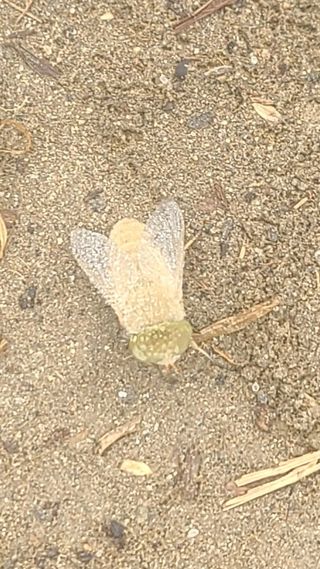 송종만님의 기타작물 · 병해충상담 작성글 사진