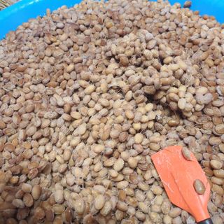 자생님의 콩 · 자유게시판 작성글 사진