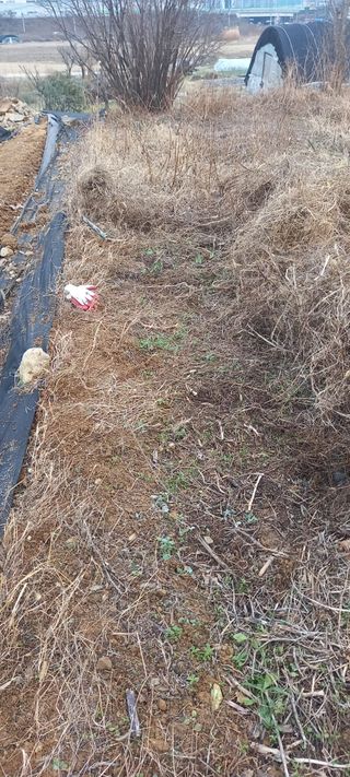 해와 달님의 고구마 · 영농일지 작성글 사진