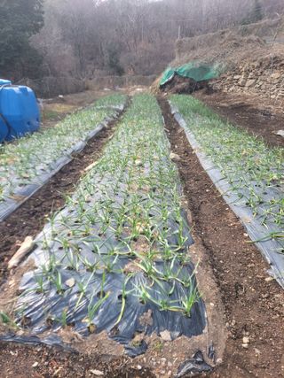 이세순님의 농사, 무엇이든 물어보세요! · 참여글 작성글 사진