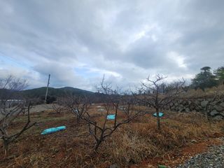 용토님의 매실 · 영농일지 작성글 사진