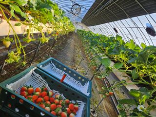 안성화님의 딸기 · 온도 관리 작성글 사진