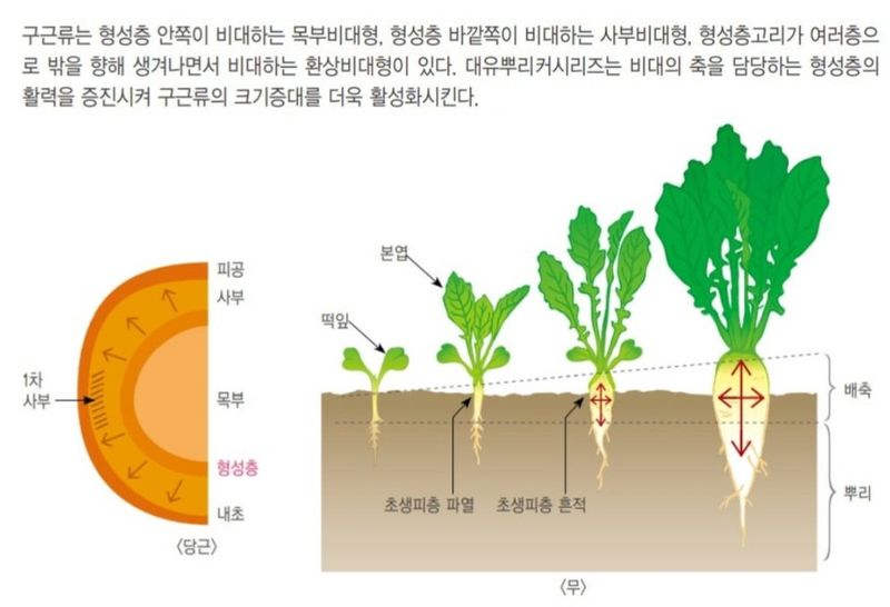 한농농약종묘사님의 장터 판매 상품 [뿌리크게해주는 영양제(마늘,감자,고구마,양파,생강,당근,무 등)] 첨부 사진