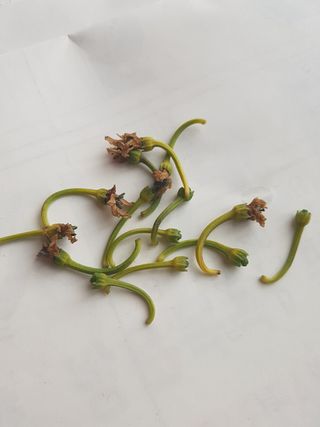 최병환님의 고추 · 병해충상담 작성글 사진