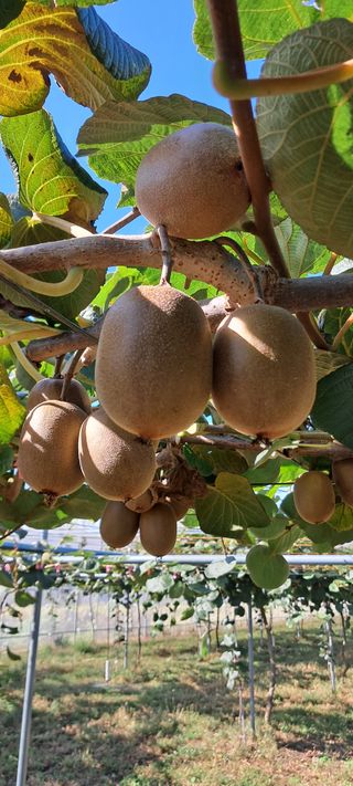 강춘원님의 기타작물 · 자유게시판 작성글 사진