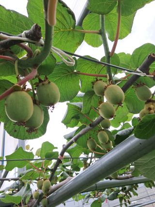 강춘원님의 기타작물 · 자유게시판 작성글 사진