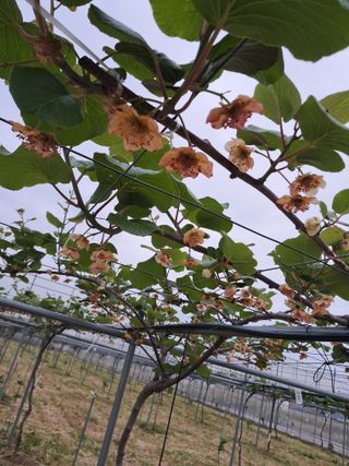 강춘원님의 기타작물 · 자유게시판 작성글 사진