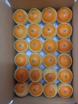 팜모닝 귤·영농일지 게시글 이미지