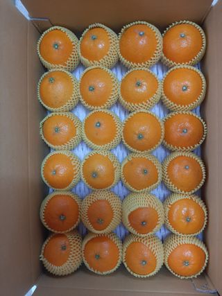 매오름님의 귤 · 영농일지 작성글 사진