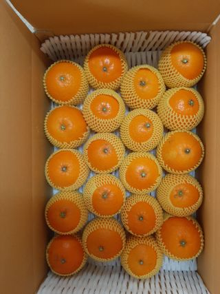 매오름님의 귤 · 영농일지 작성글 사진