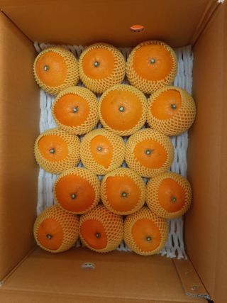 매오름님의 귤 · 영농일지 작성글 사진