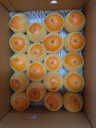 매오름님의 귤 · 영농일지 작성글 사진