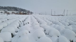 곽행남님의 배추 · 일상 작성글 사진