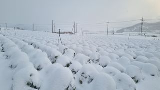 곽행남님의 배추 · 일상 작성글 사진