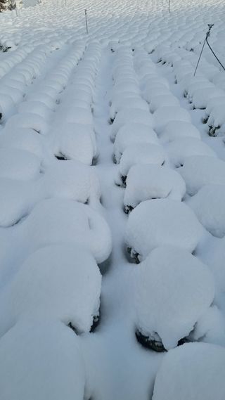 곽행남님의 배추 · 일상 작성글 사진