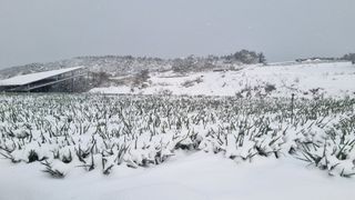 곽행남님의 배추 · 일상 작성글 사진