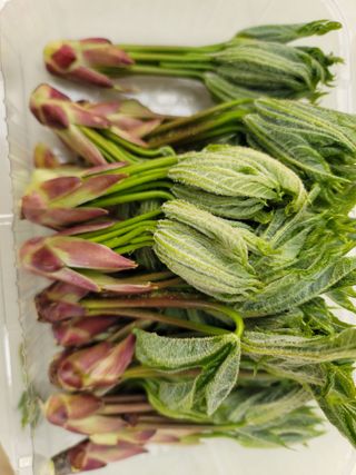 병풍취산채농원님의 기타작물 · 자유게시판 작성글 사진