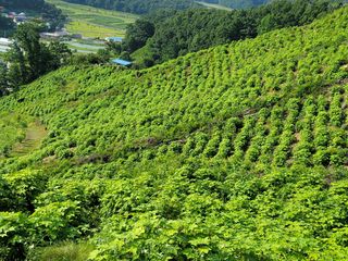 병풍취산채농원님의 기타작물 · 자유게시판 작성글 사진