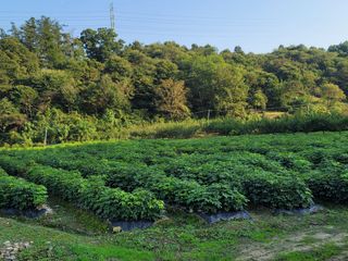 병풍취산채농원님의 기타작물 · 자유게시판 작성글 사진
