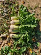 팜모닝 연말결산 자랑하기·참여글 게시글 이미지