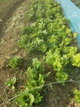 팜모닝 연말결산 자랑하기·참여글 게시글 이미지