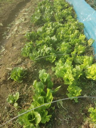 성주 노을님의 연말결산 자랑하기 · 참여글 작성글 사진