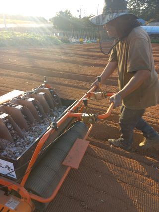 박린님의 마늘 · 파종작업 작성글 사진