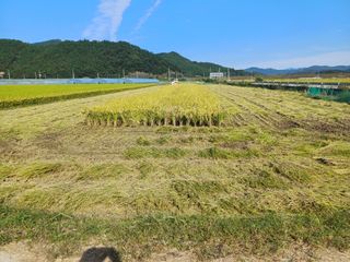 치기석님의 농사, 무엇이든 물어보세요! · 참여글 작성글 사진