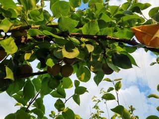 크리스님의 배추 · 일상 작성글 사진