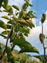 팜모닝 배추·일상 게시글 이미지