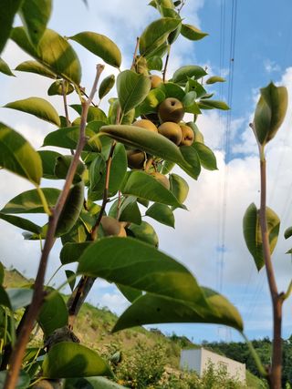 크리스님의 배추 · 일상 작성글 사진